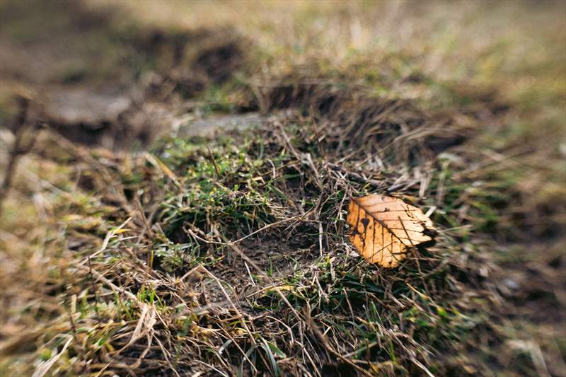 Lensbaby SOL 45 mm (13)